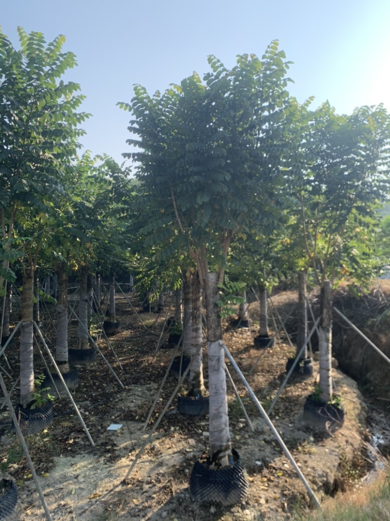 火焰木15-18-20-22-25分大量岀售
