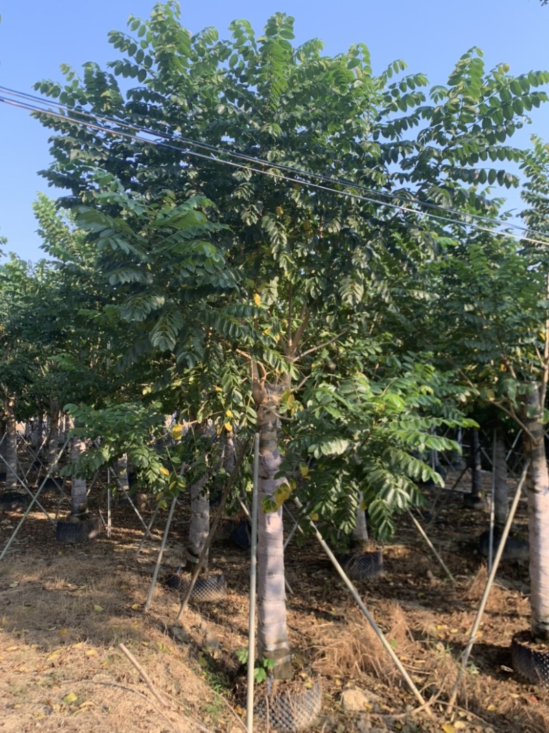 火焰木15-18-20-22-25分大量岀售