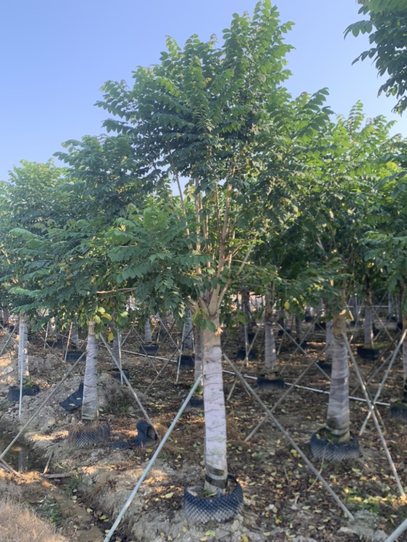 火焰木15-18-20-22-25分大量岀售