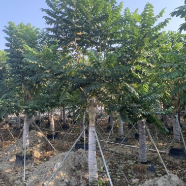 火焰木15-18-20-22-25分大量岀售