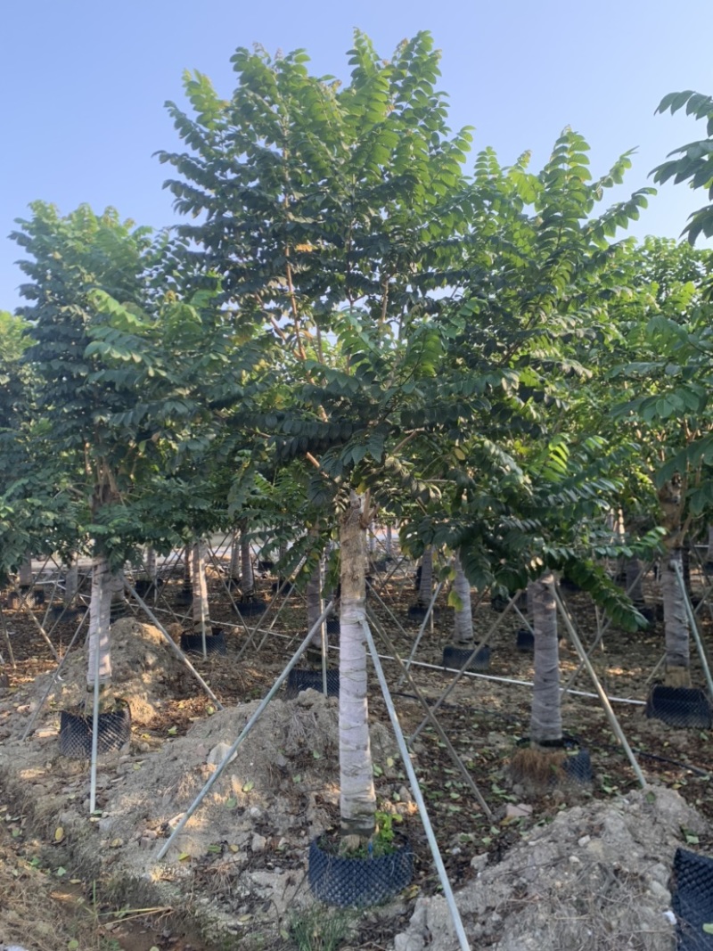 火焰木15-18-20-22-25分大量岀售