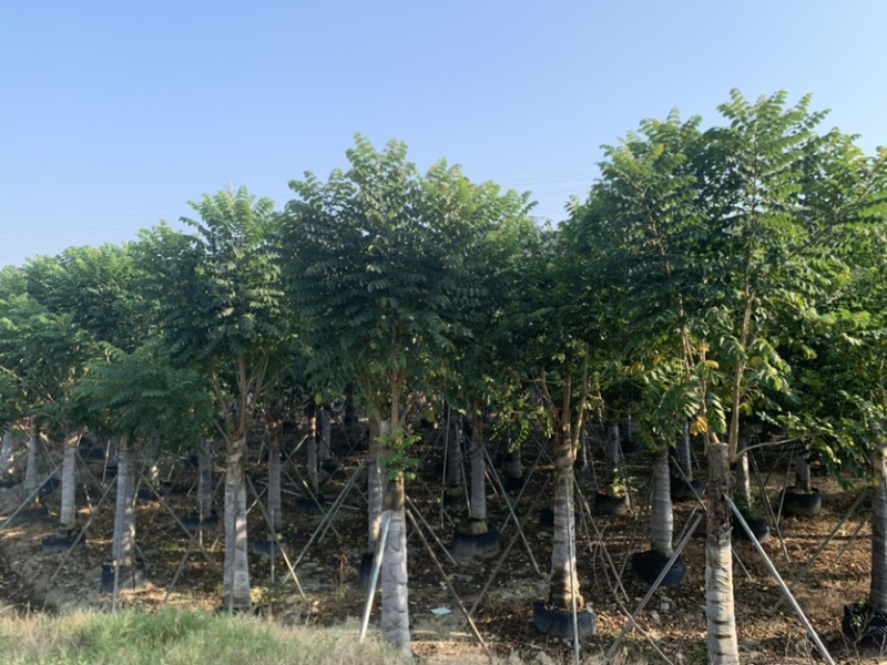 火焰木15-18-20-22-25分大量岀售