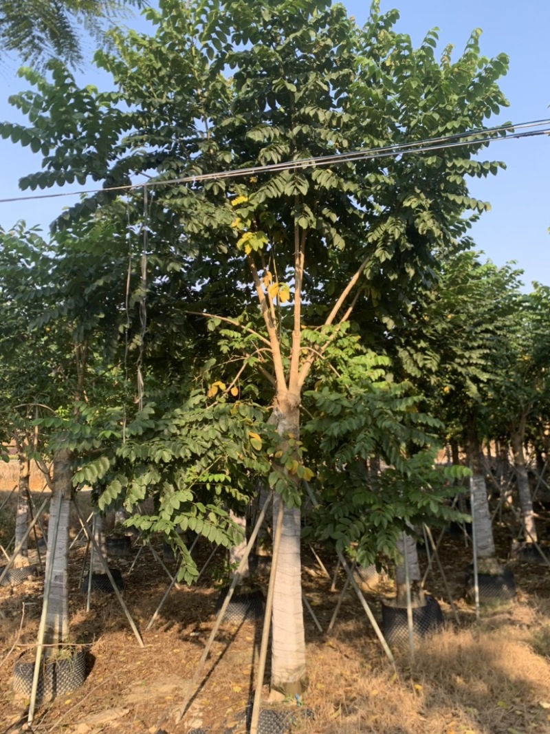 火焰木15-18-20-22-25分大量岀售