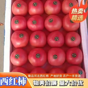 精品西红柿原产地发货质量保证欢迎全国各地采购商购买