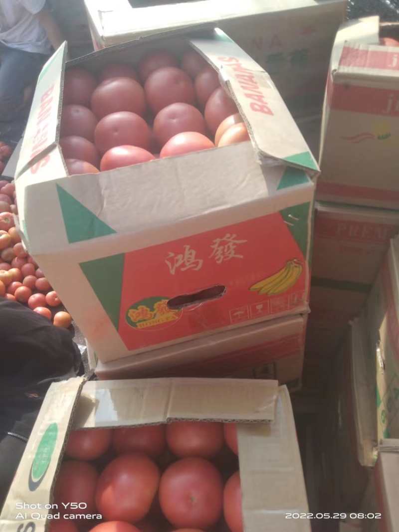精品西红柿原产地发货质量保证欢迎全国各地采购商购买