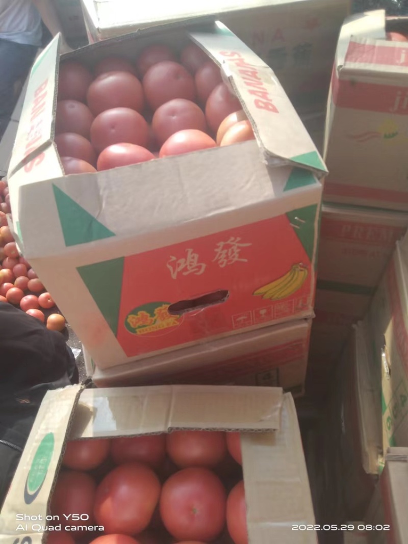 精品西红柿原产地发货质量保证欢迎全国各地采购商购买