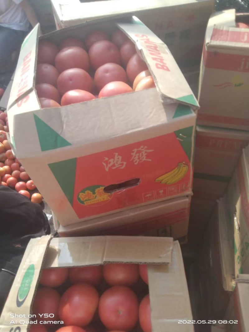 精品西红柿原产地发货质量保证欢迎全国各地采购商购买