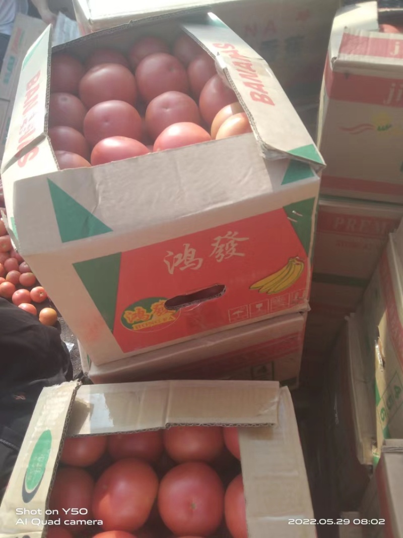 精品西红柿原产地发货质量保证欢迎全国各地采购商购买