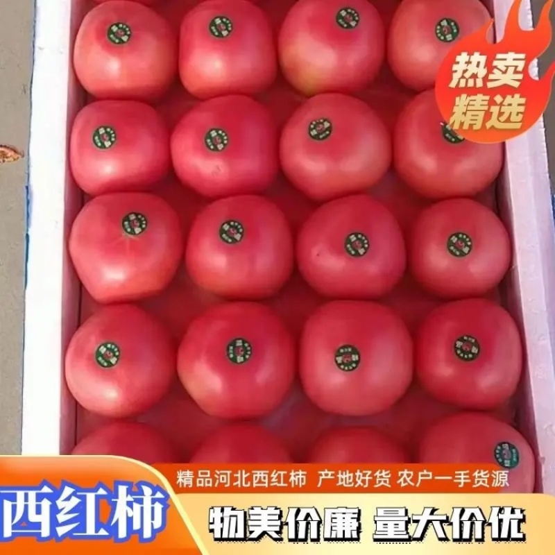 精品西红柿原产地发货质量保证欢迎全国各地采购商购买