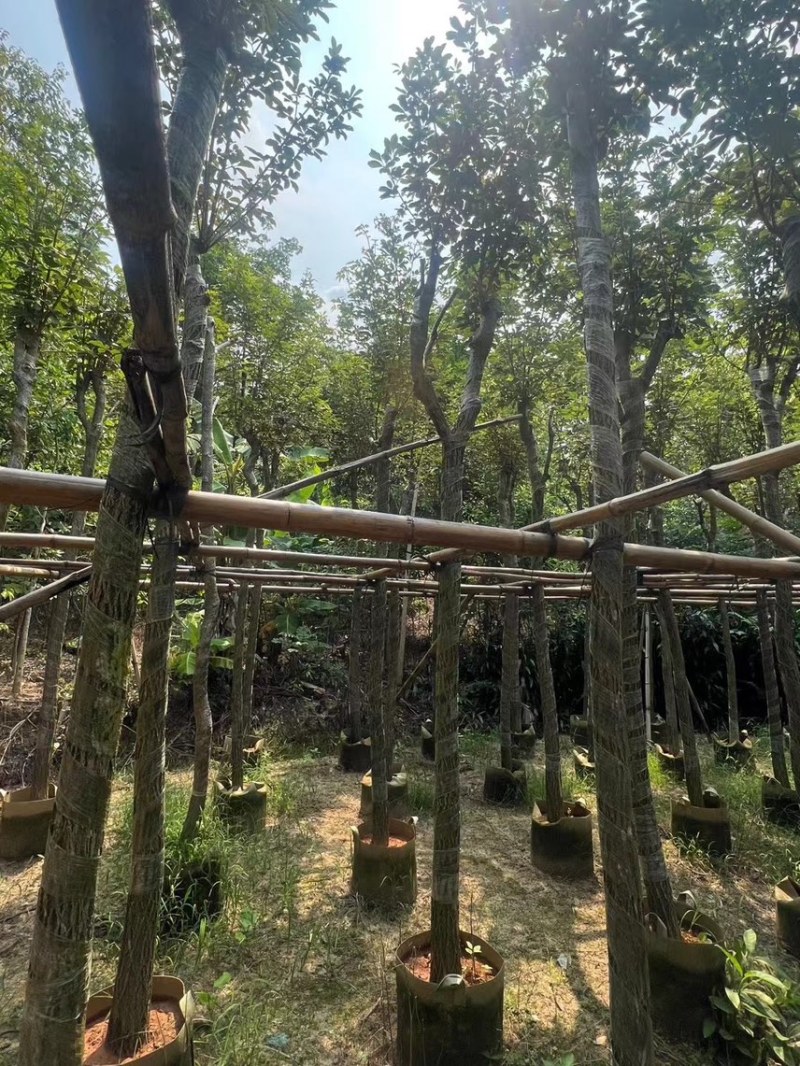 黄花风铃木5分至15分支持视频看货欢迎来电咨询