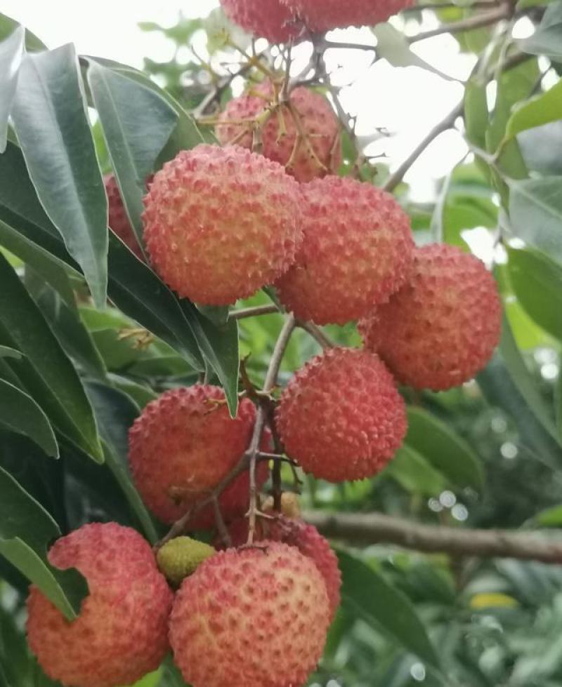 荔枝种子林木种籽国产散装四季多年生观叶种孑