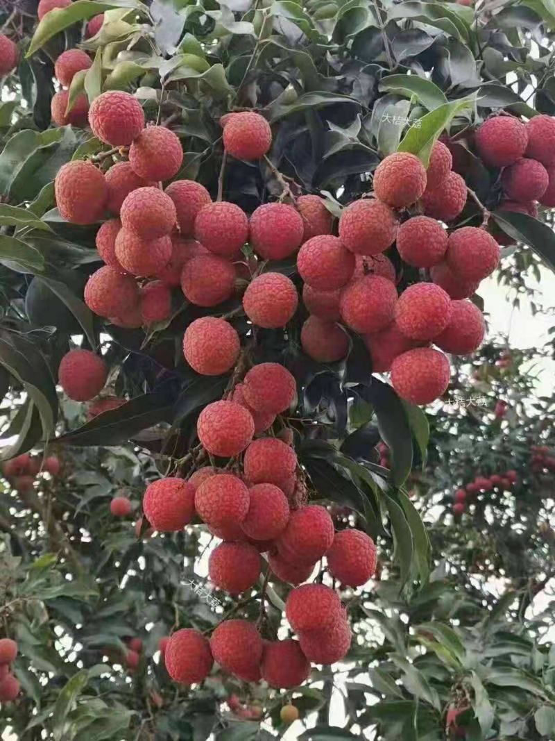 荔枝种子林木种籽国产散装四季多年生观叶种孑
