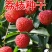 荔枝种子林木种籽国产散装四季多年生观叶种孑