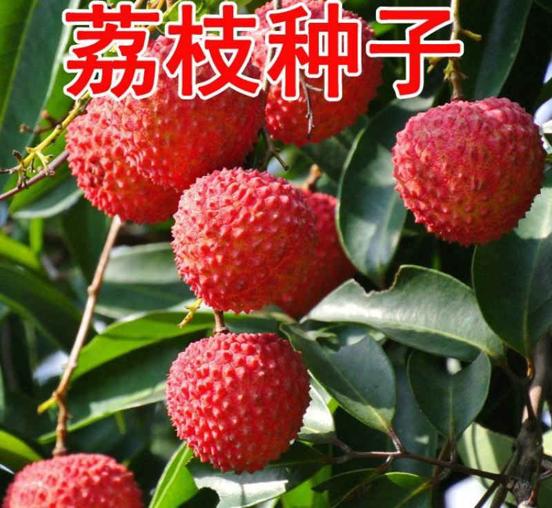 荔枝种子林木种籽国产散装四季多年生观叶种孑