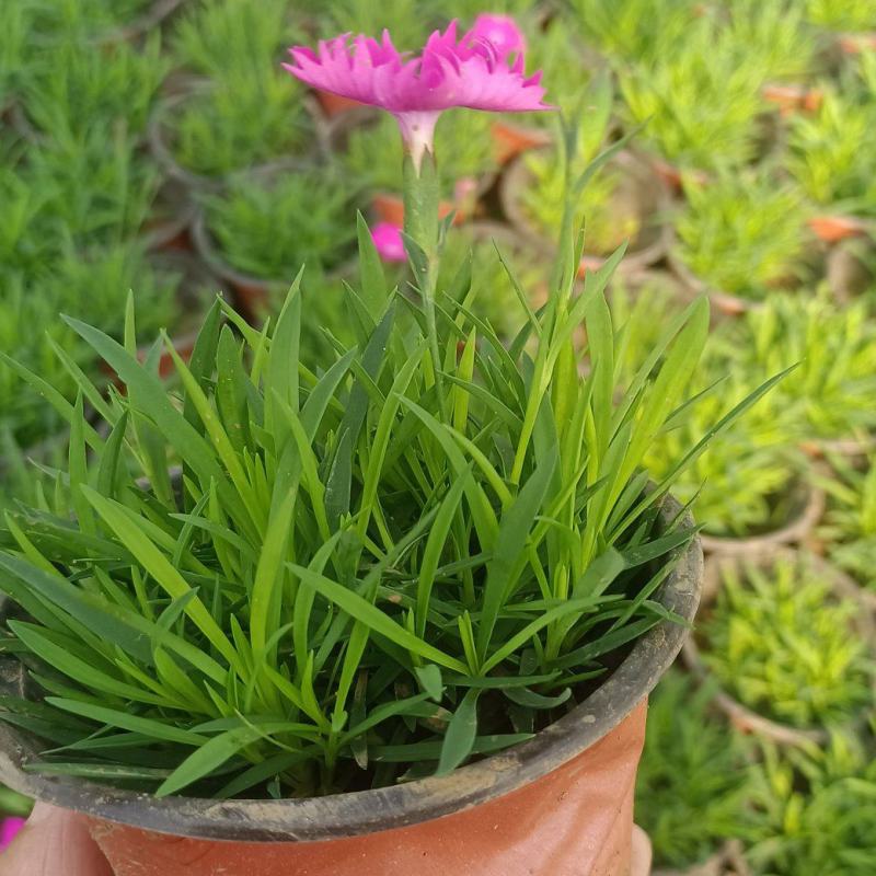 欧石竹开花机器，365天开花不断