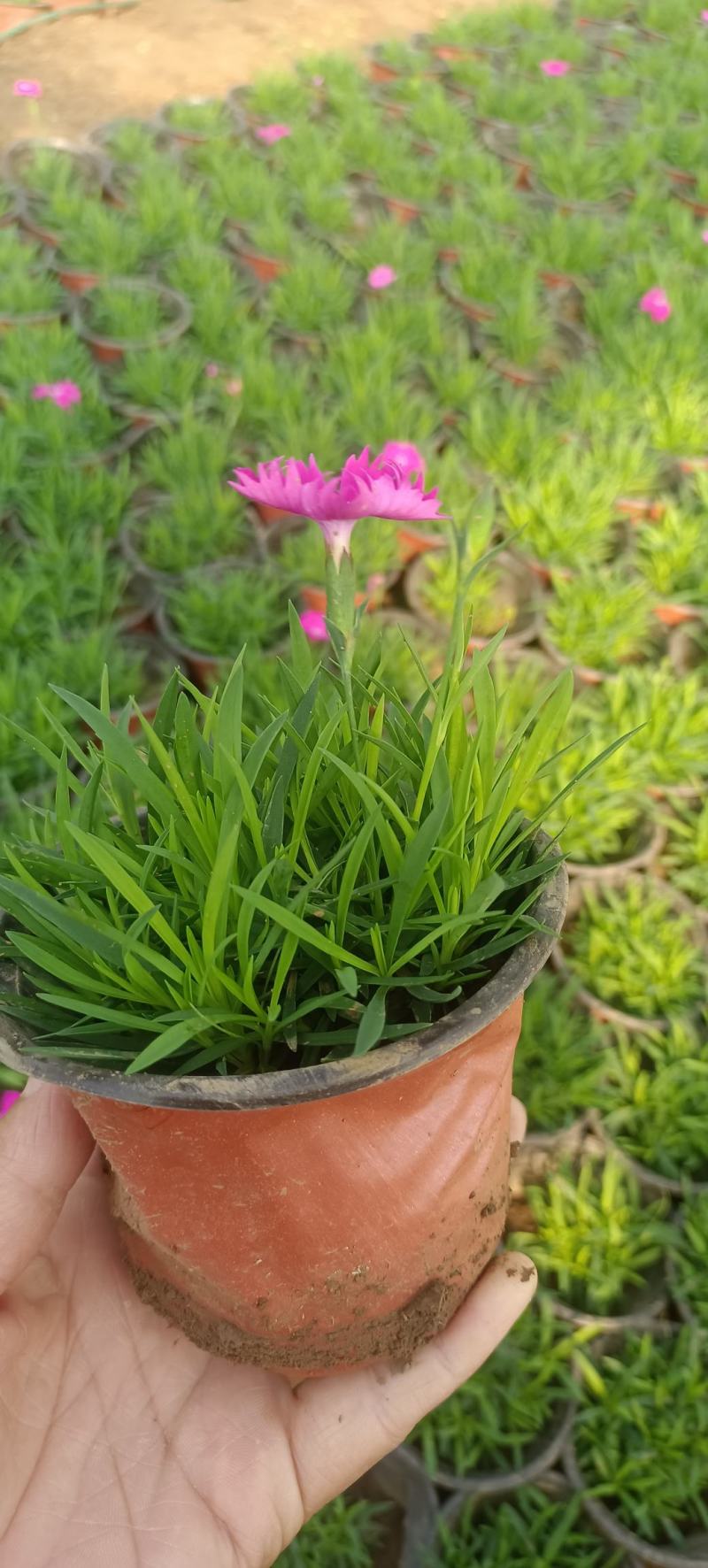 欧石竹开花机器，365天开花不断