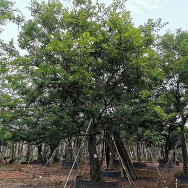 朴树假植苗全冠货25-30公分