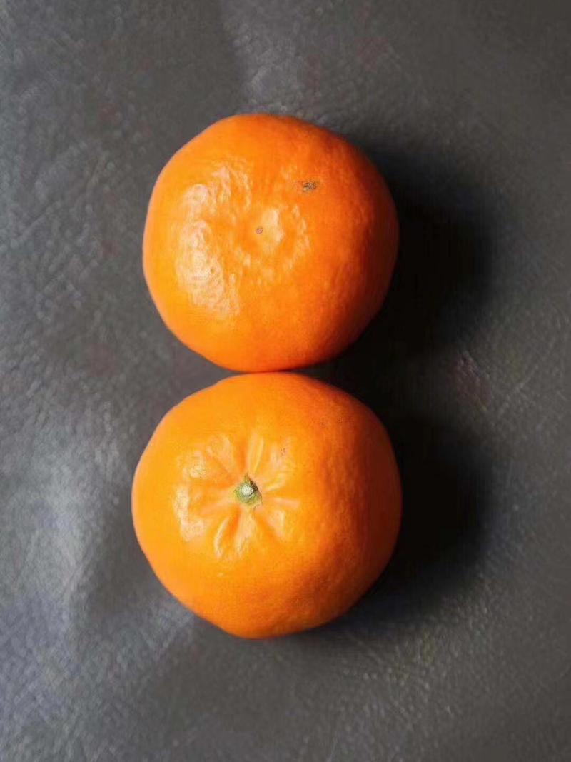 晴姬柑橘苗，只做良心苗，无菌苗木，品种包纯