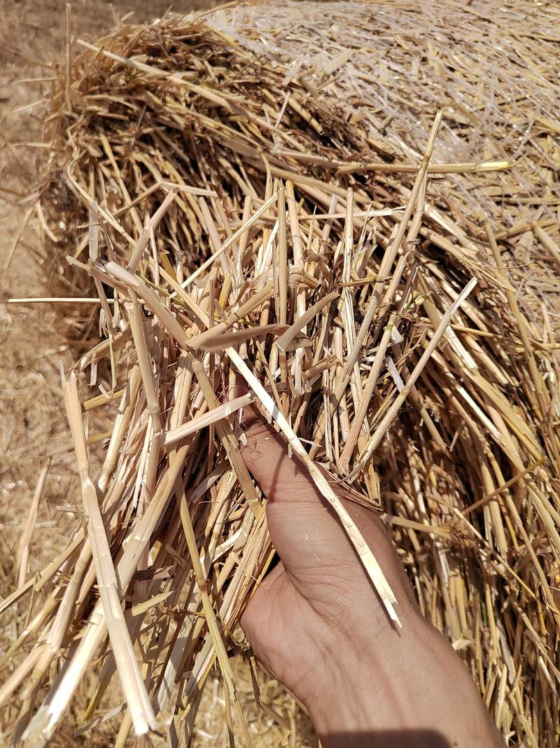 小麦秸秆麦草小套袋柔丝除尘白亮包售后花生秧