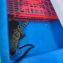 鳄鱼