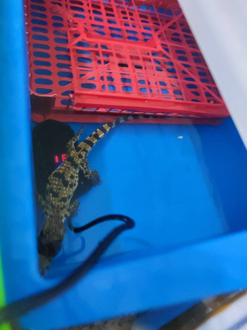 鳄鱼