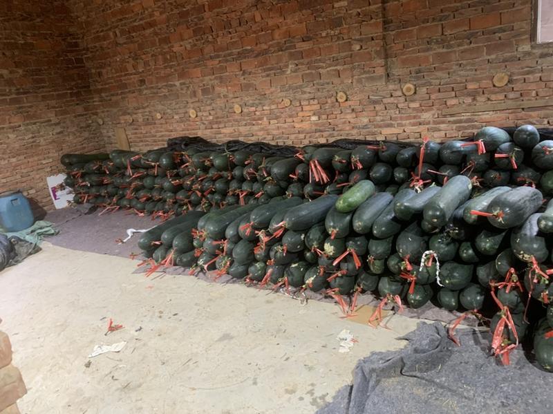 大家好，福建省顺昌县还有2000亩黑皮冬瓜没有销售。