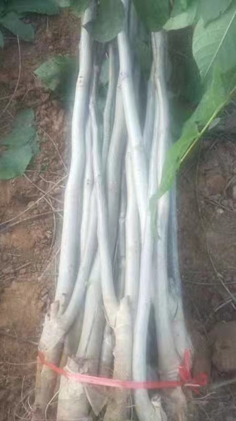 薄皮核桃，香玲，辽核，8518，基地发货，物美价诚信第一