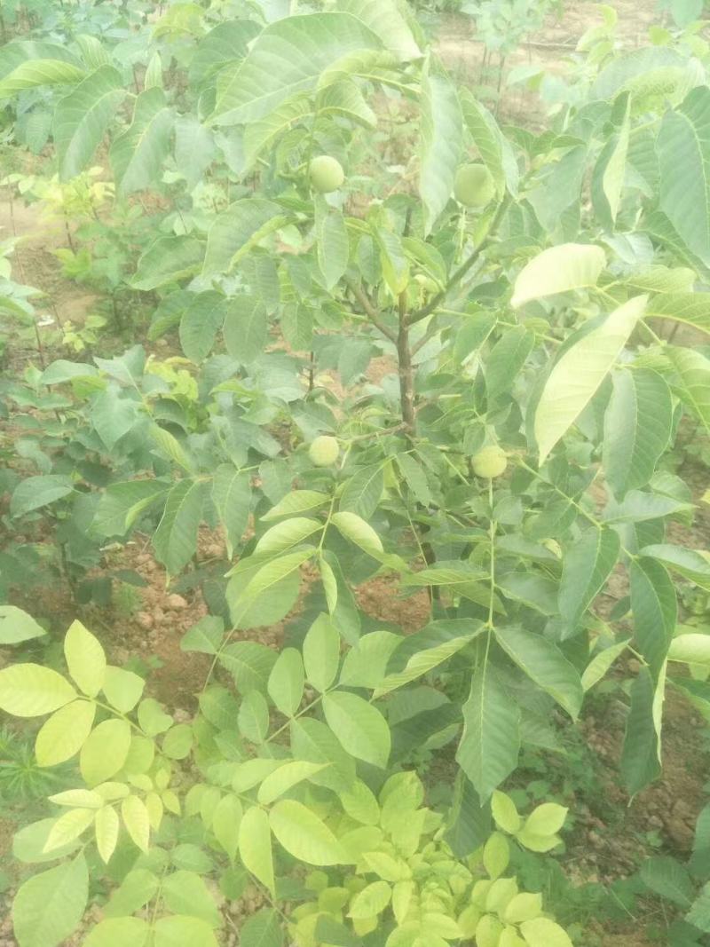 薄皮核桃，香玲，辽核，8518，基地发货，物美价诚信第一