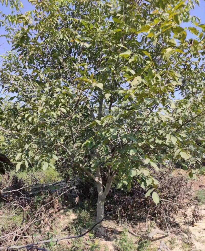 薄皮核桃，香玲，辽核，8518，基地发货，物美价诚信第一
