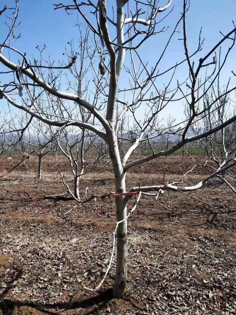 薄皮核桃，香玲，辽核，8518，基地发货，物美价诚信第一
