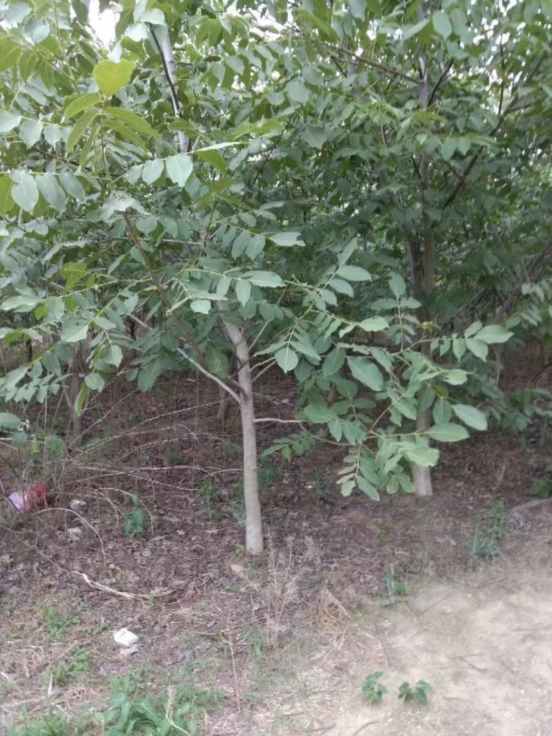 薄皮核桃，香玲，辽核，8518，基地发货，物美价诚信第一