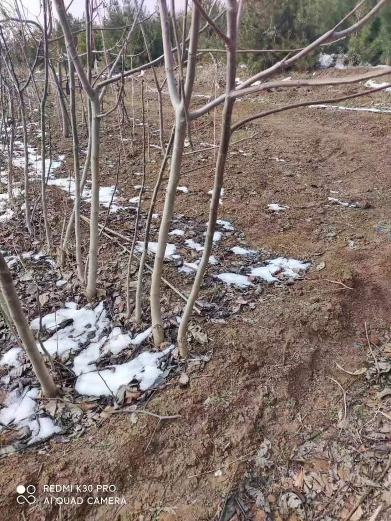 薄皮核桃，香玲，辽核，8518，基地发货，物美价诚信第一