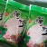农家手工藕粉鲜藕榨制，沉淀晒干，无糖无添加