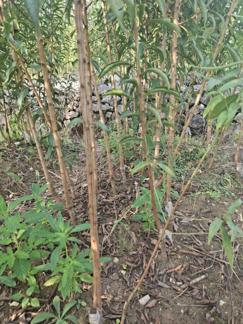 镇宁蜂糖李苗贵州原产地基地直供贵州发源地
