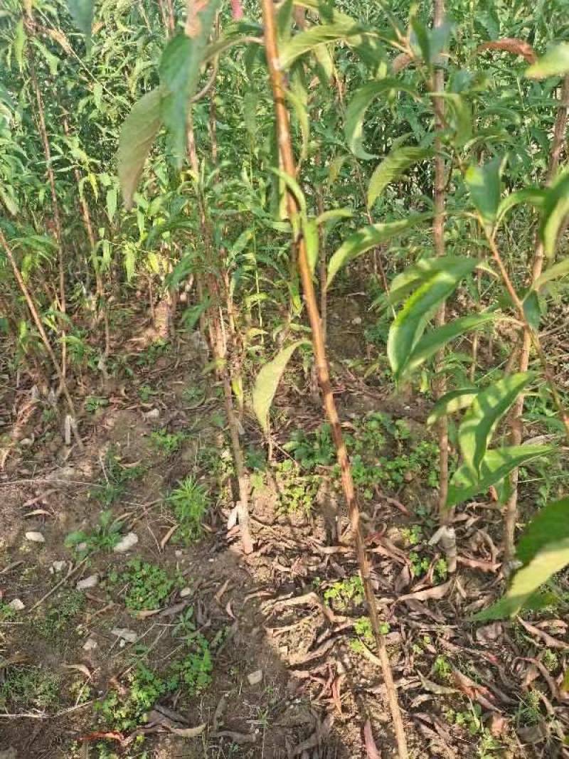 镇宁蜂糖李苗贵州原产地基地直供贵州发源地