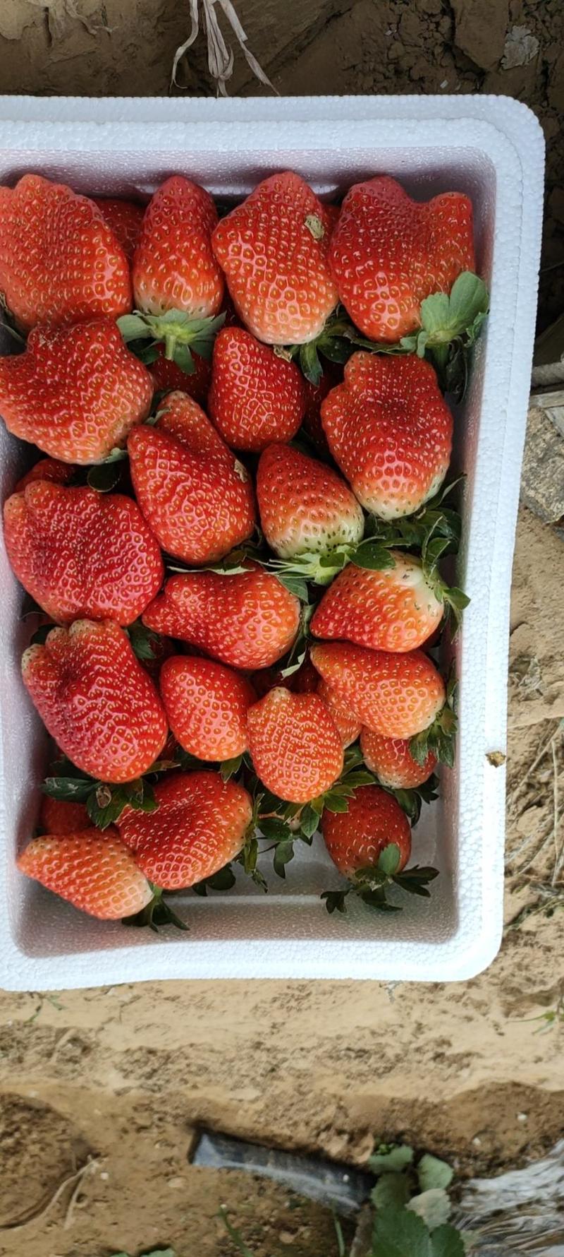 草莓久久，藏香，杠三，甜查理，宁玉已上市