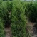 蜀侩优质柏树苗蜀侩2/2.5/3.3.5/4米蜀侩