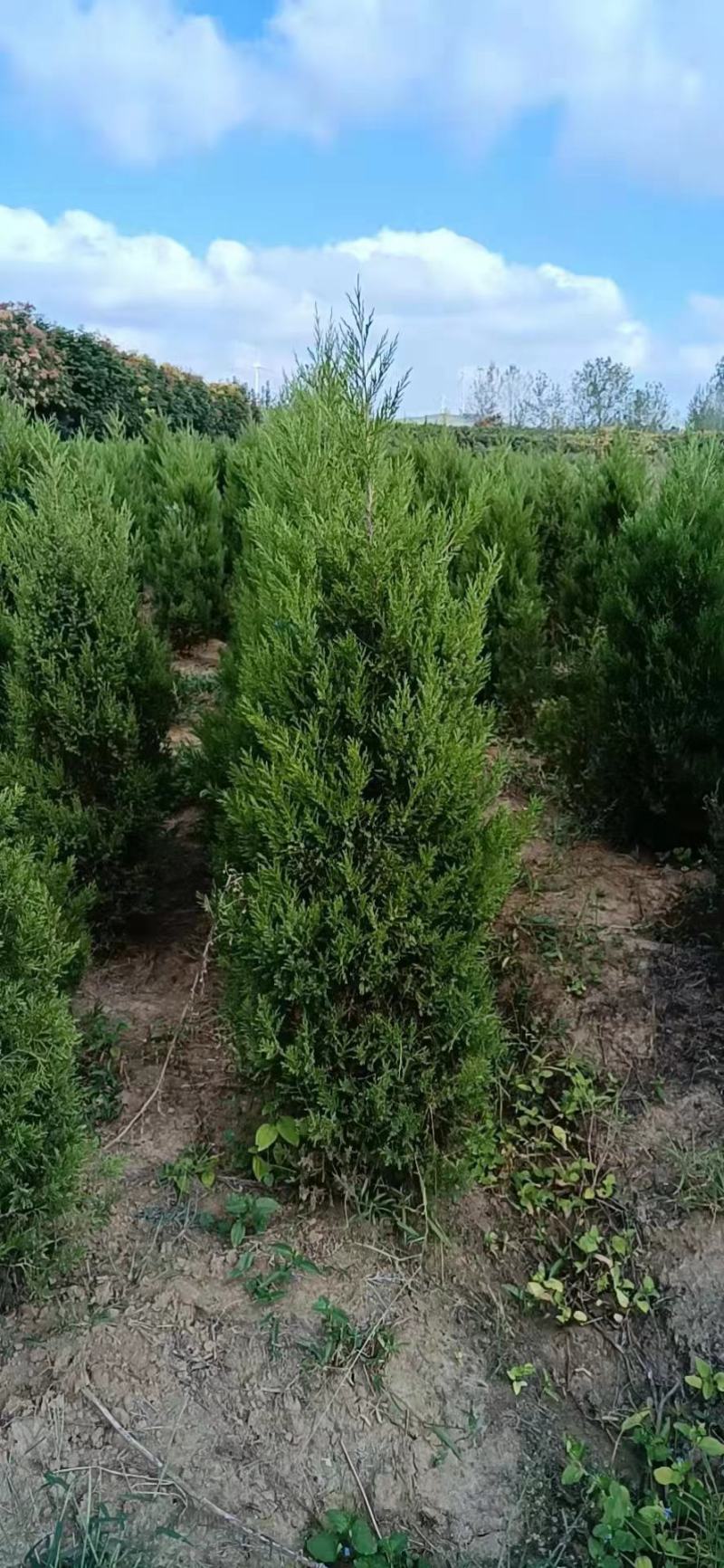 蜀侩优质柏树苗蜀侩2/2.5/3.3.5/4米蜀侩