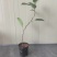 苔藓球植物