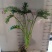 苔藓球植物