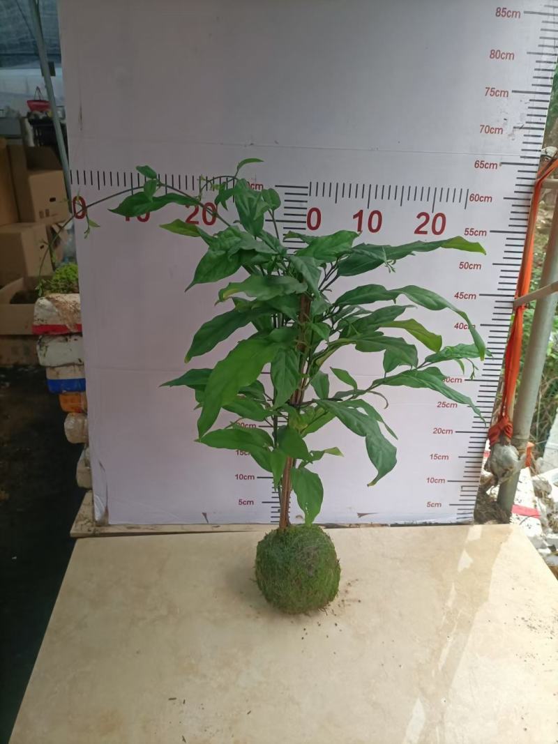 苔藓球植物
