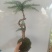 苔藓球植物