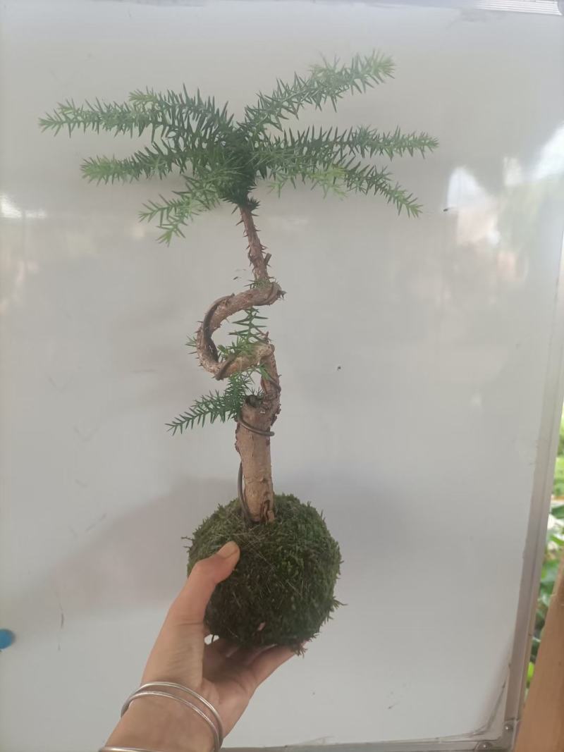 苔藓球植物