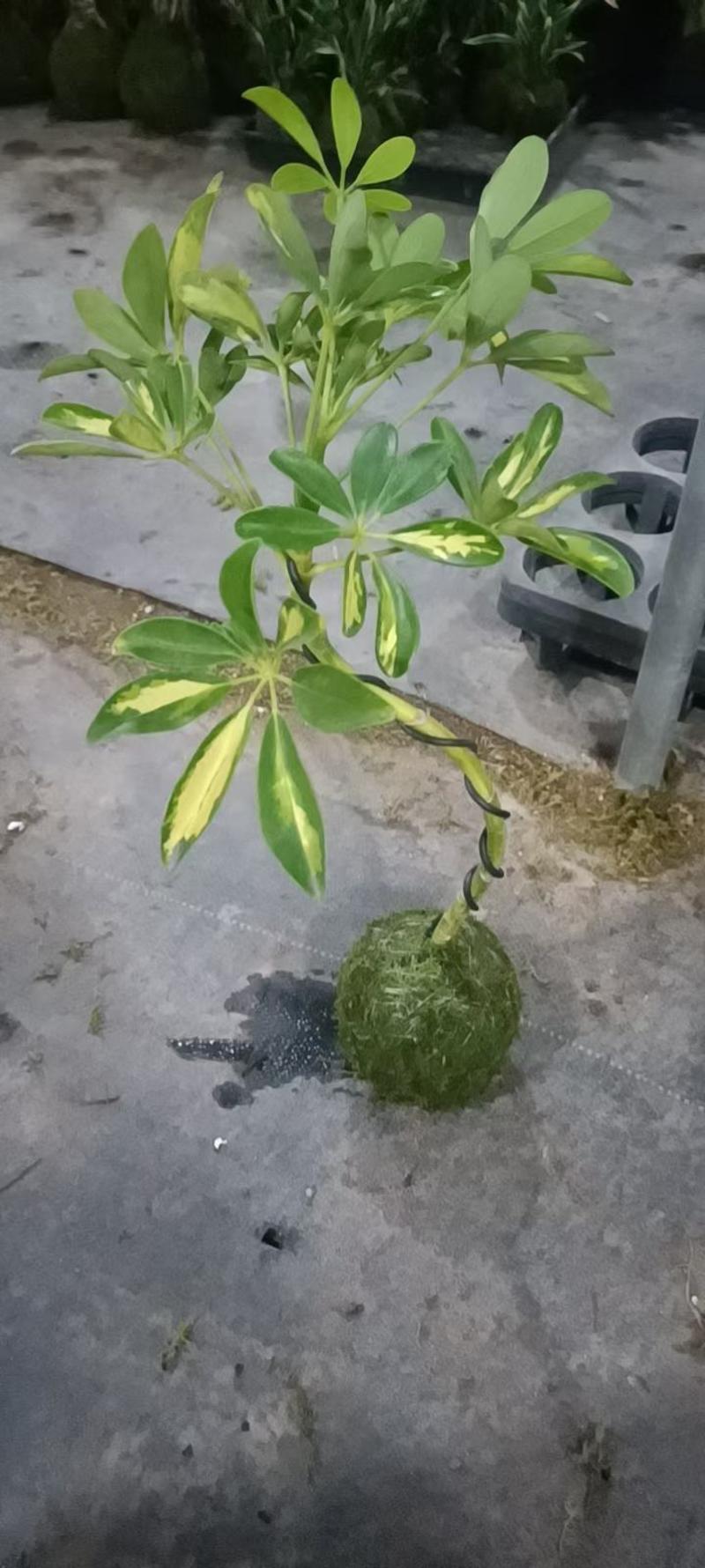 苔藓球植物