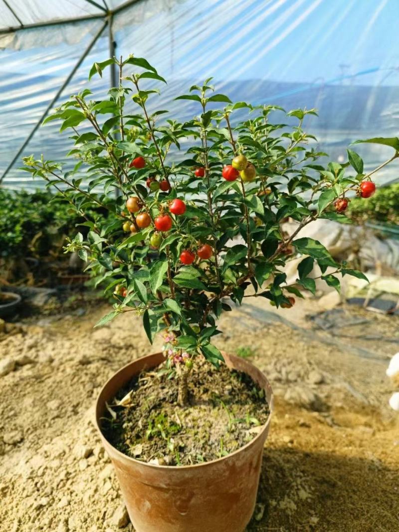 苔藓球植物