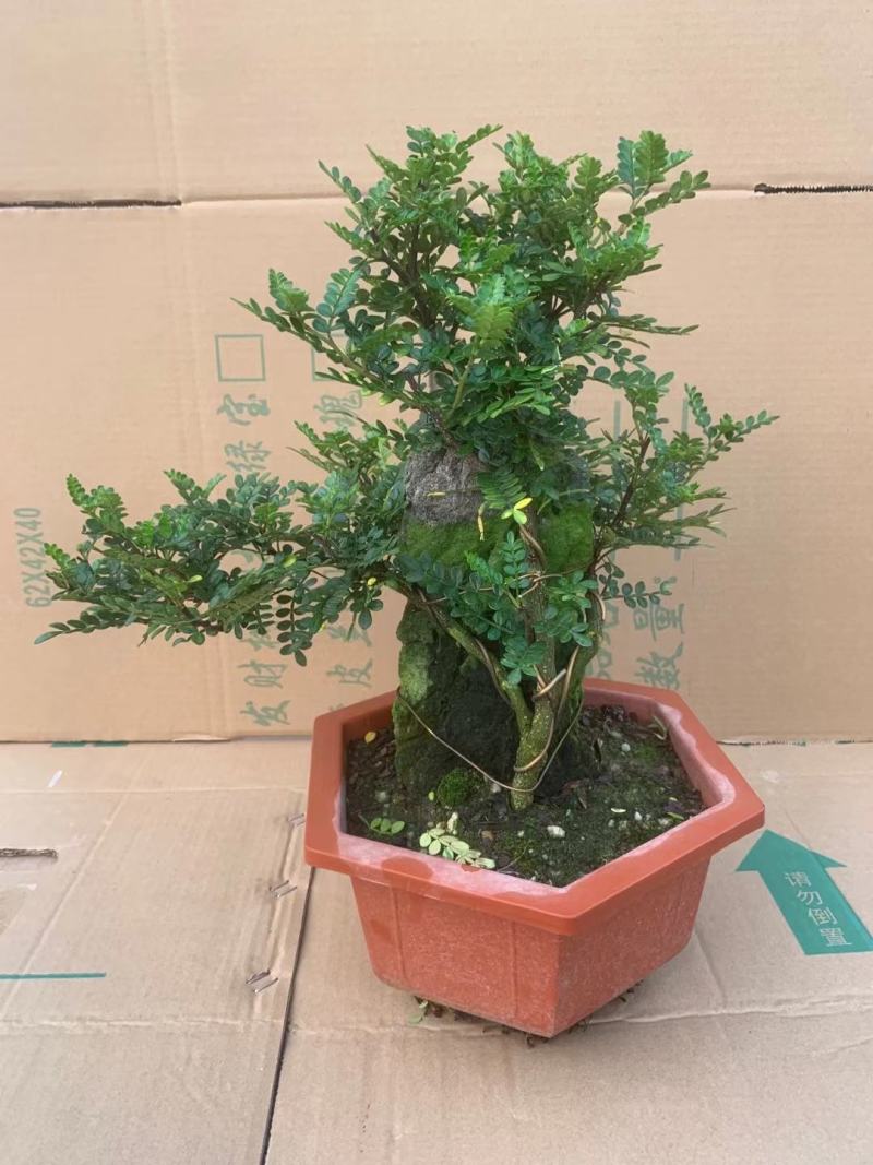 苔藓球植物