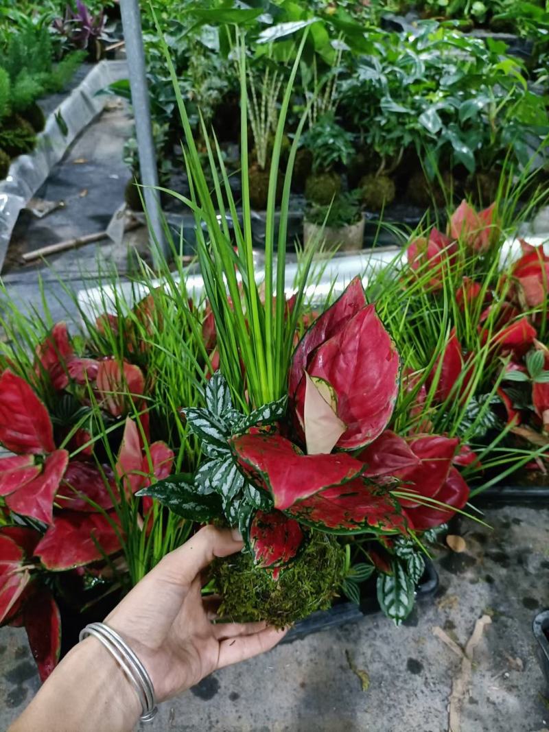苔藓球植物
