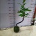苔藓球植物