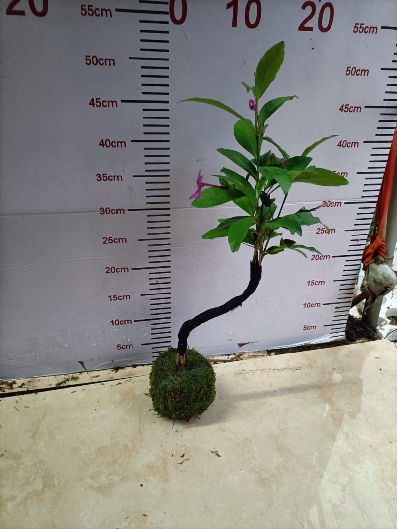 苔藓球植物