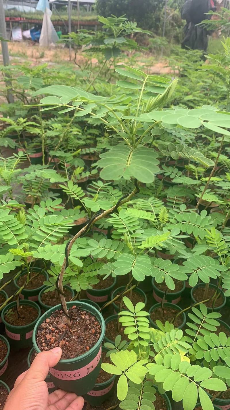 苔藓球植物